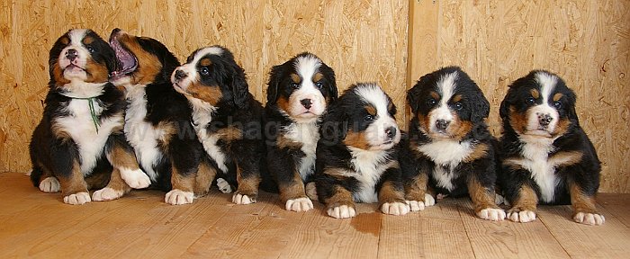 A puppies